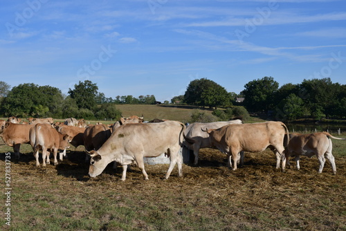 Un troupeau de vaches dans une exploitation agricole dans le Berry en France  © Pierre