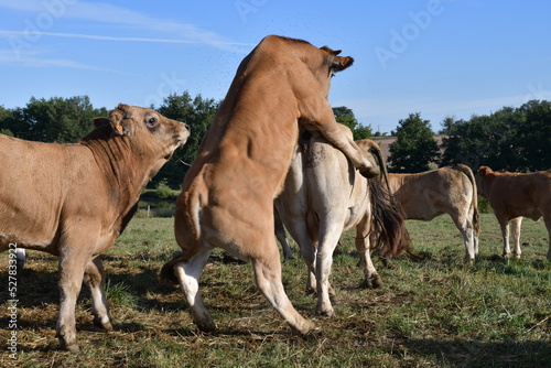 Un taureau monte sur une vache dans une exploitation laitière en France 