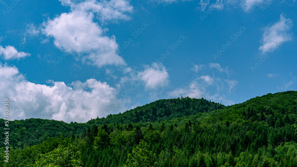 Coniferous forest on the slopes of the hills