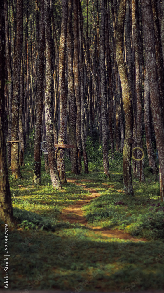 Photograph of pine trees in the forest during the day Photograph of pine trees in the forest during the day