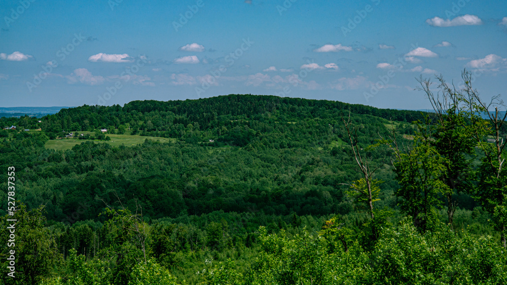 Panorama of the mountain forest