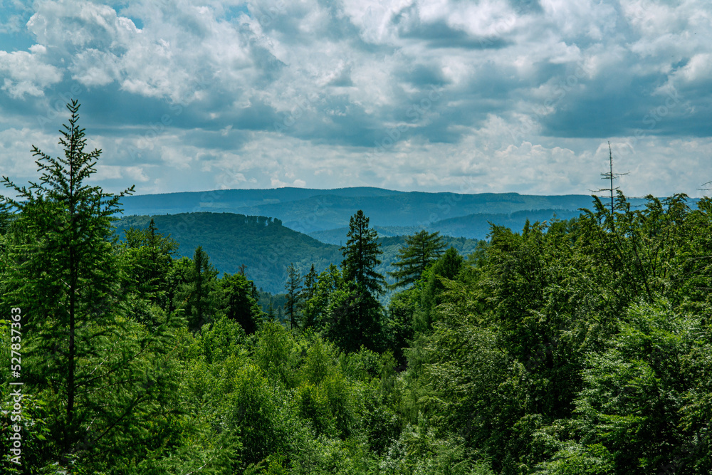 Carpathian woodland - blue mountains and high trees