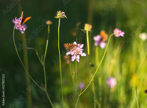 Small butterfly on meadow flower