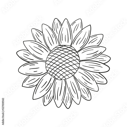 Doodle sunflower isolated on a white background. Hand drawn, simple outline illustration. It can be used for decoration of textile, paper.