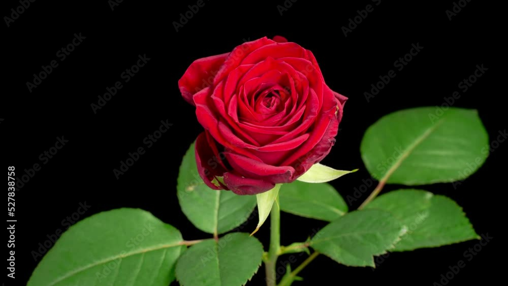 Rose Blossoms. Beautiful Time Lapse of Blooming Red Rose Flowers on Black Background. 4K. Rose Blossoms. Beautiful Time Lapse of Blooming Red Rose Flowers on Black Background. 4K.