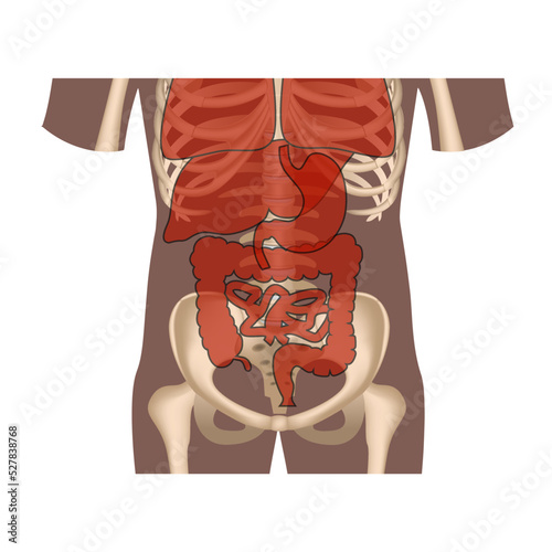 
Torso silhouette with internal organs. Medical poster, vector illustration