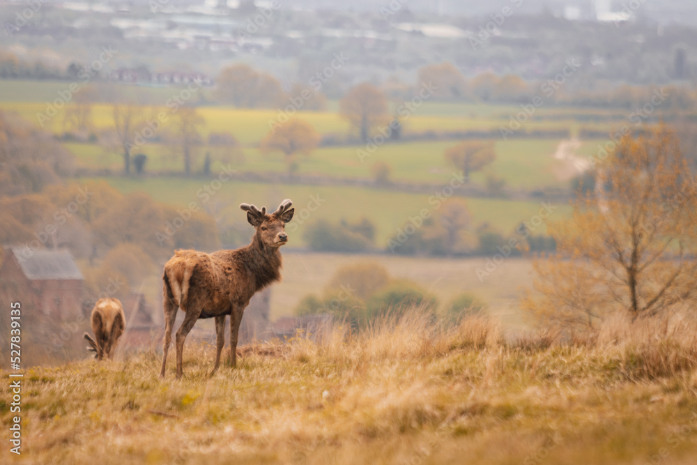 Fototapeta premium deer in the wild 