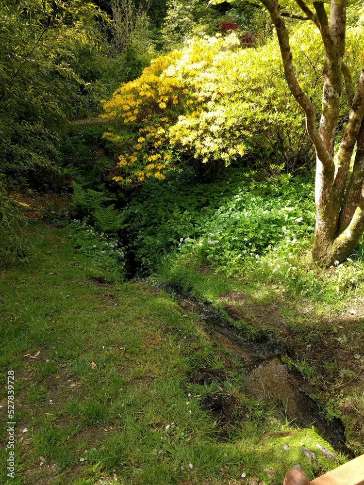 Obraz premium path in the forest