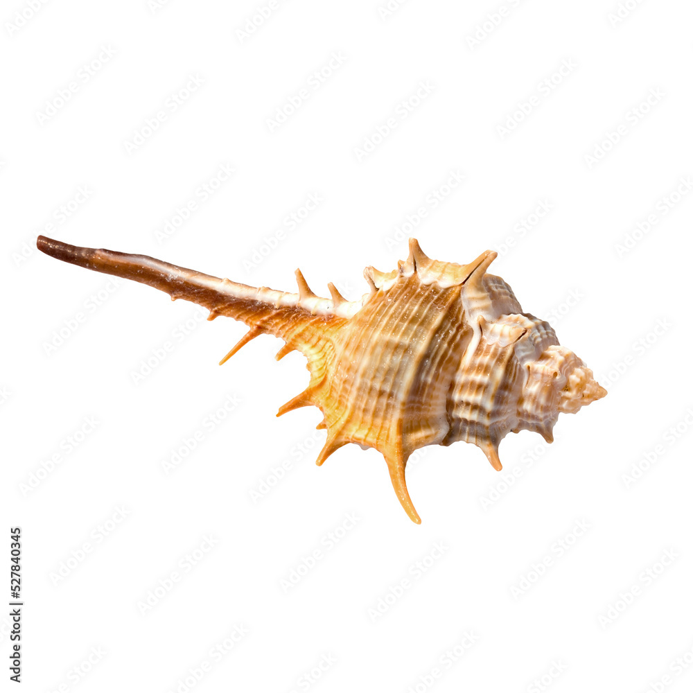 png Isolated sea shell