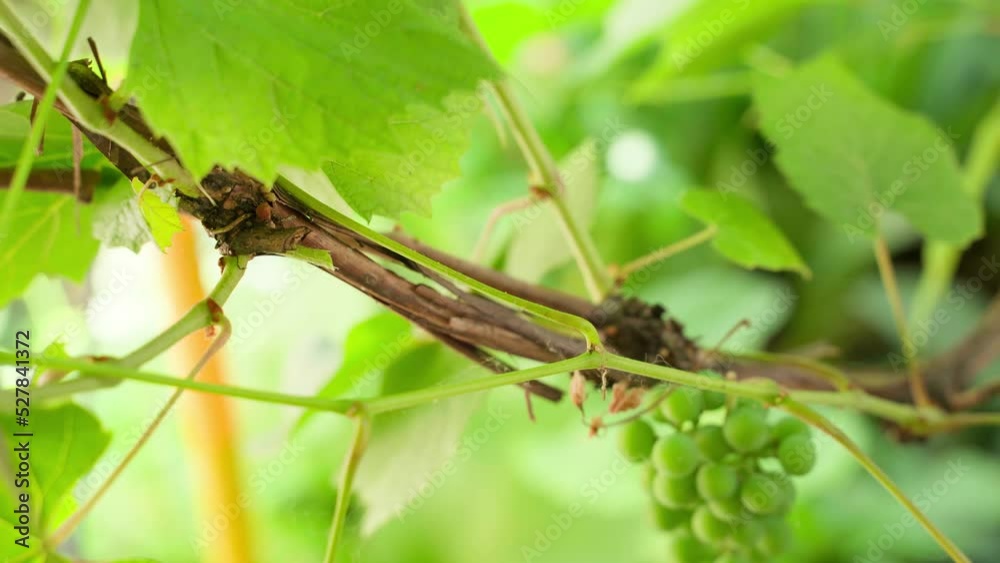 Excess branches of the vineyard are cut with secateurs against the background of a green unripe bunch of grapes close-up on a blurred background Excess branches of the vineyard are cut with secateurs against the background of a green unripe bunch of grapes close-up on a blurred background