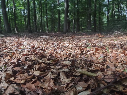 forest in autumn