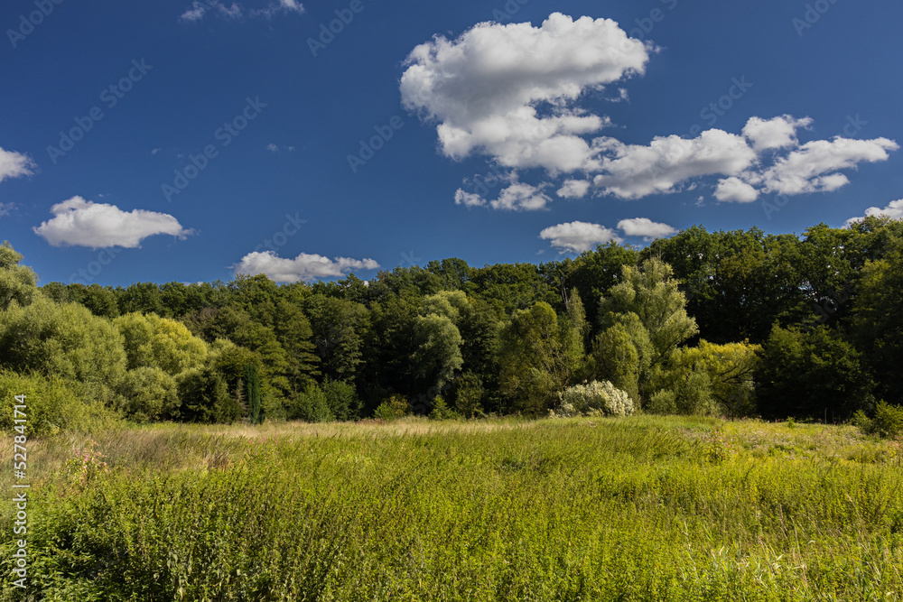 View to the forest edge of the Hahnheide nature reserve