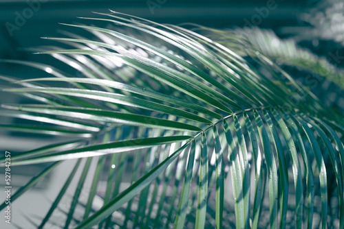 Dark green tropical palm leaf on a dark background. Template for text