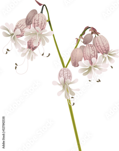 beautiful wild flower