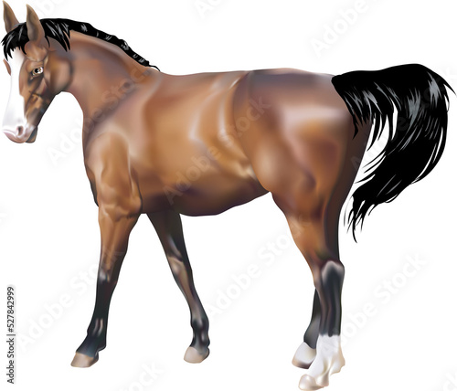 horse Illustration