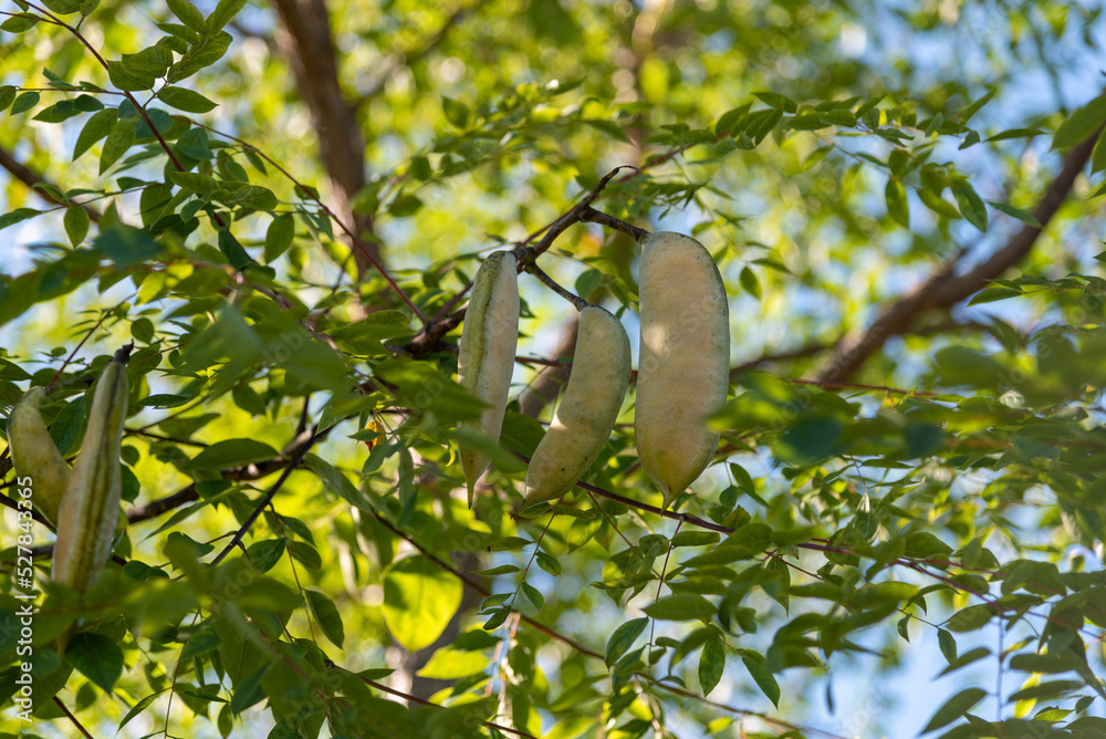 Kentucky Coffeetree Bearing Yellow Seed Pods in September