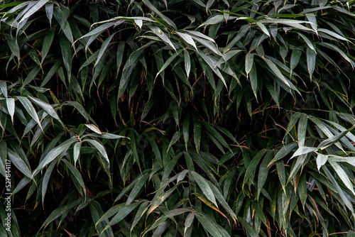 Beautiful green green leaves. Leaves texture