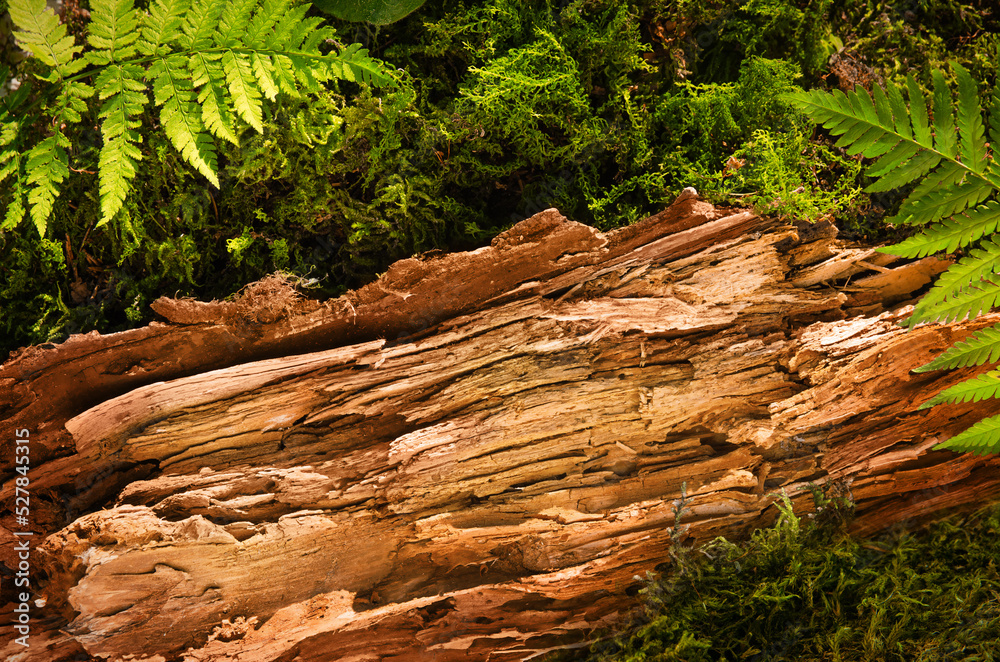 Fototapeta premium tree bark as a podium for natural products