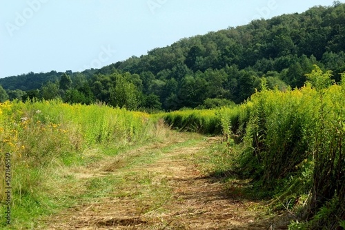 trodden path in tall grass near the forest