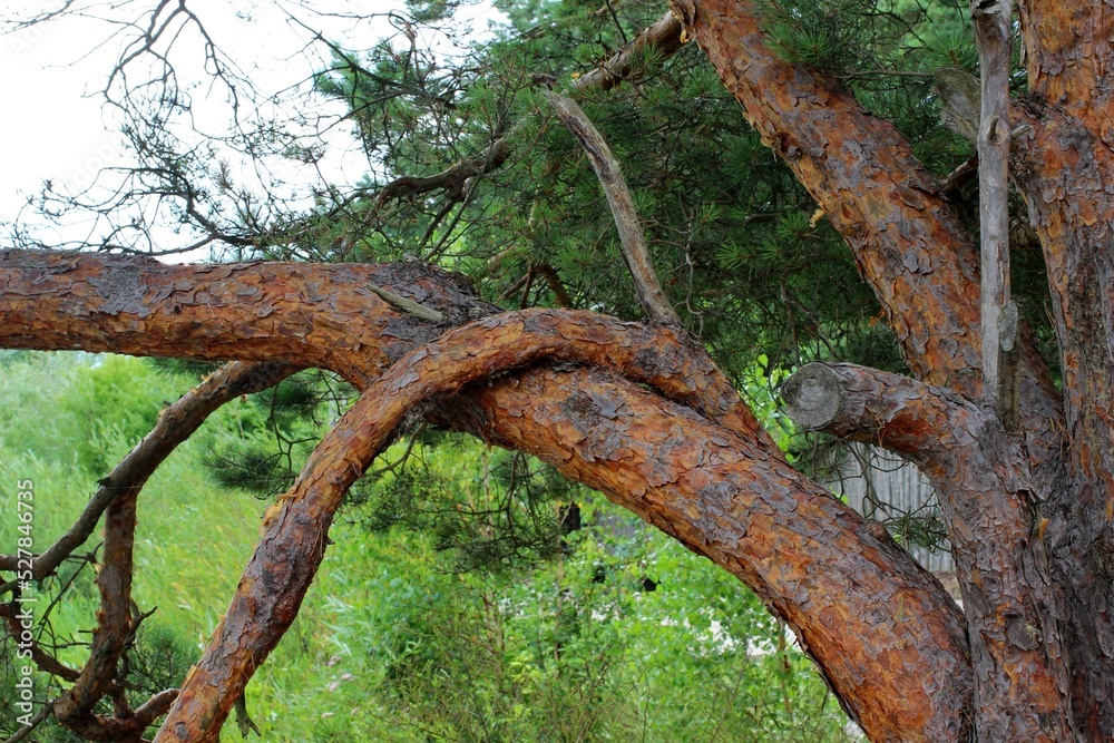 intertwined tree branches of an unusual shape intertwined tree branches of an unusual shape