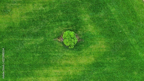 single tree on the plantation photo