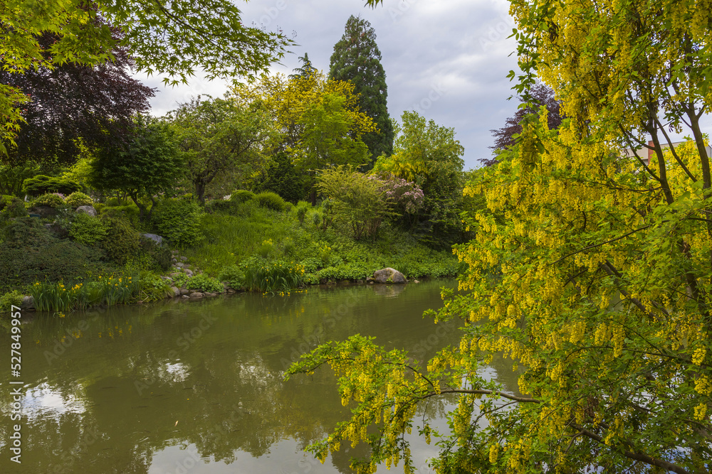 Blooming yellow acacia tree with a river and a small Alpine village on a background, summer sunny day in Alps