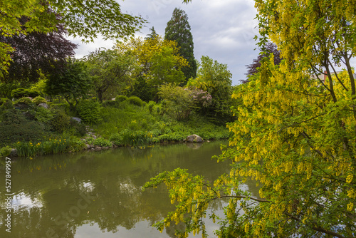 Blooming yellow acacia tree with a river and a small Alpine village on a background, summer sunny day in Alps