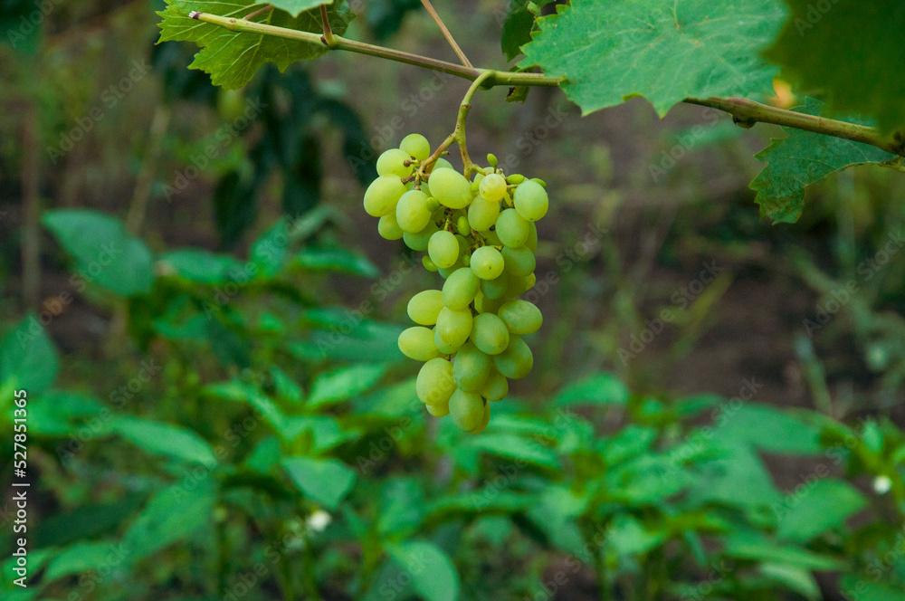 Grono of green grapes in the vineyard. the concept of growing grapes. wine making illustration. big grapes in the garden