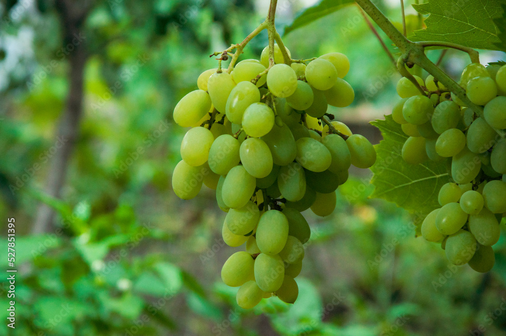 Grono of green grapes in the vineyard. the concept of growing grapes. wine making illustration. big grapes in the garden Grono of green grapes in the vineyard. the concept of growing grapes. wine making illustration. big grapes in the garden