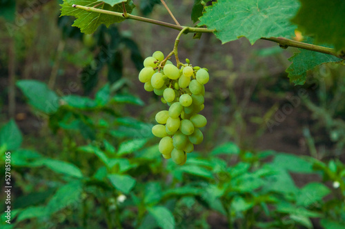 Wallpaper Mural Grono of green grapes in the vineyard. the concept of growing grapes. wine making illustration. big grapes in the garden Torontodigital.ca