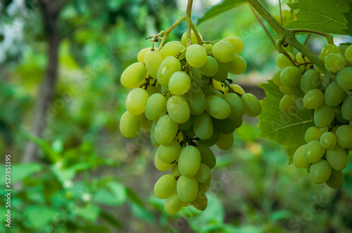 Grono of green grapes in the vineyard. the concept of growing grapes. wine making illustration. big grapes in the garden