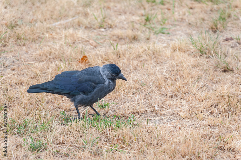 Naklejka premium The jackdaw bird is looking for food in the grass