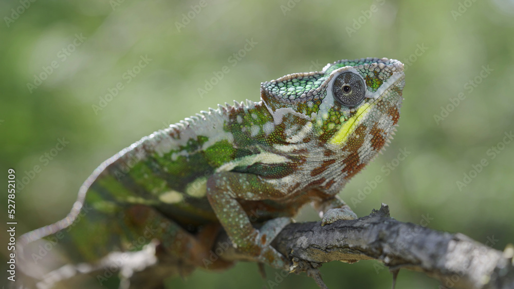 Close up of Chameleon sits on a tree branch and looks around. Panther chameleon (Furcifer pardalis) Close up of Chameleon sits on a tree branch and looks around. Panther chameleon (Furcifer pardalis)