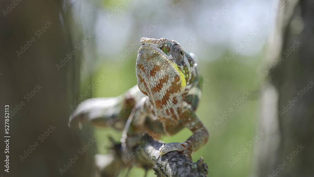 Сhameleon sits on a tree branch, licks his lips and looks around. Panther chameleon (Furcifer pardalis). Front side, Close-up