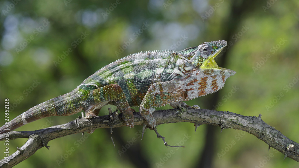 Chameleon sits on a tree branch opens its yellow mouth wide during molting. Panther chameleon (Furcifer pardalis). Chameleon sits on a tree branch opens its yellow mouth wide during molting. Panther chameleon (Furcifer pardalis).