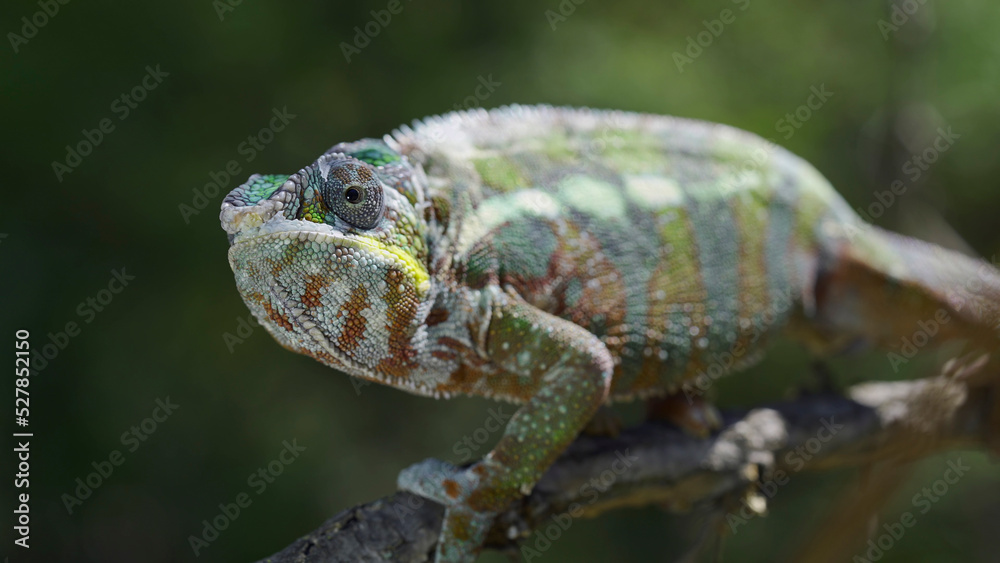 Close up of Chameleon sits on a tree branch and looks around. Panther chameleon (Furcifer pardalis) Close up of Chameleon sits on a tree branch and looks around. Panther chameleon (Furcifer pardalis)