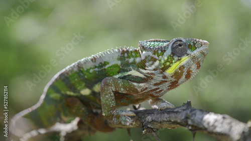 Close up of Chameleon sits on a tree branch and looks around. Panther chameleon (Furcifer pardalis)