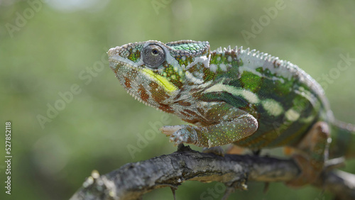 Close up of Chameleon sits on a tree branch and looks around. Panther chameleon (Furcifer pardalis)