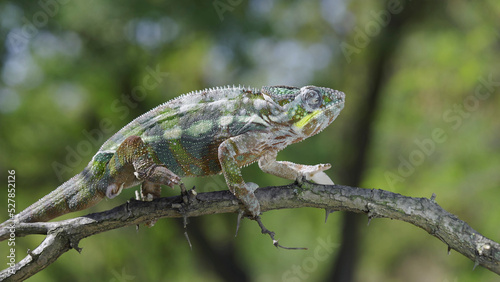 Chameleon sits on a tree branch and looks around. Panther chameleon  Furcifer pardalis . Close-up