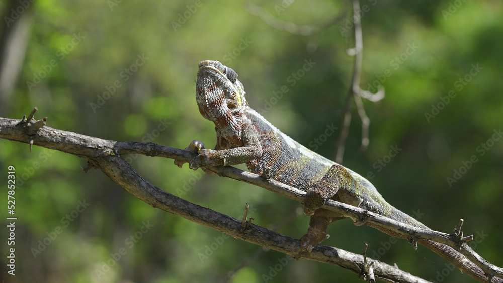 Chameleon sits on a tree branch and looks around. Panther chameleon (Furcifer pardalis). Close-up Chameleon sits on a tree branch and looks around. Panther chameleon (Furcifer pardalis). Close-up