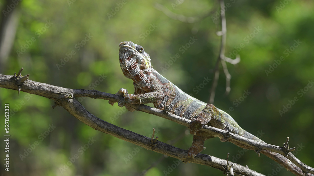 Open-mouthed chameleon sits on a tree branch and looks around. Panther chameleon (Furcifer pardalis). Close-up Open-mouthed chameleon sits on a tree branch and looks around. Panther chameleon (Furcifer pardalis). Close-up