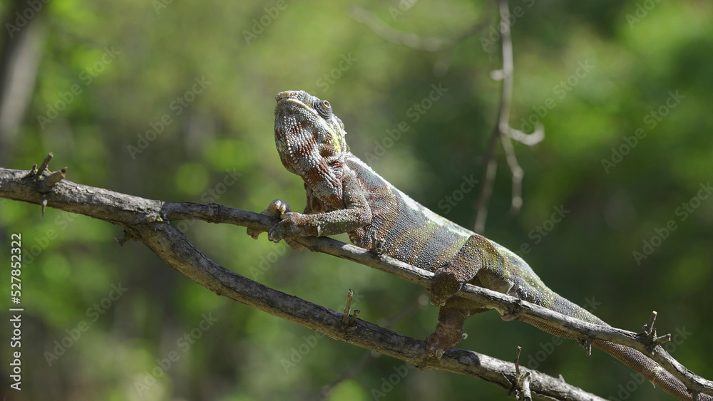 Chameleon sits on a tree branch and looks around. Panther chameleon (Furcifer pardalis). Close-up Chameleon sits on a tree branch and looks around. Panther chameleon (Furcifer pardalis). Close-up