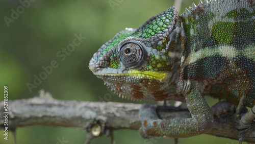 Close up of Chameleon sits on a tree branch and looks around. Panther chameleon (Furcifer pardalis)