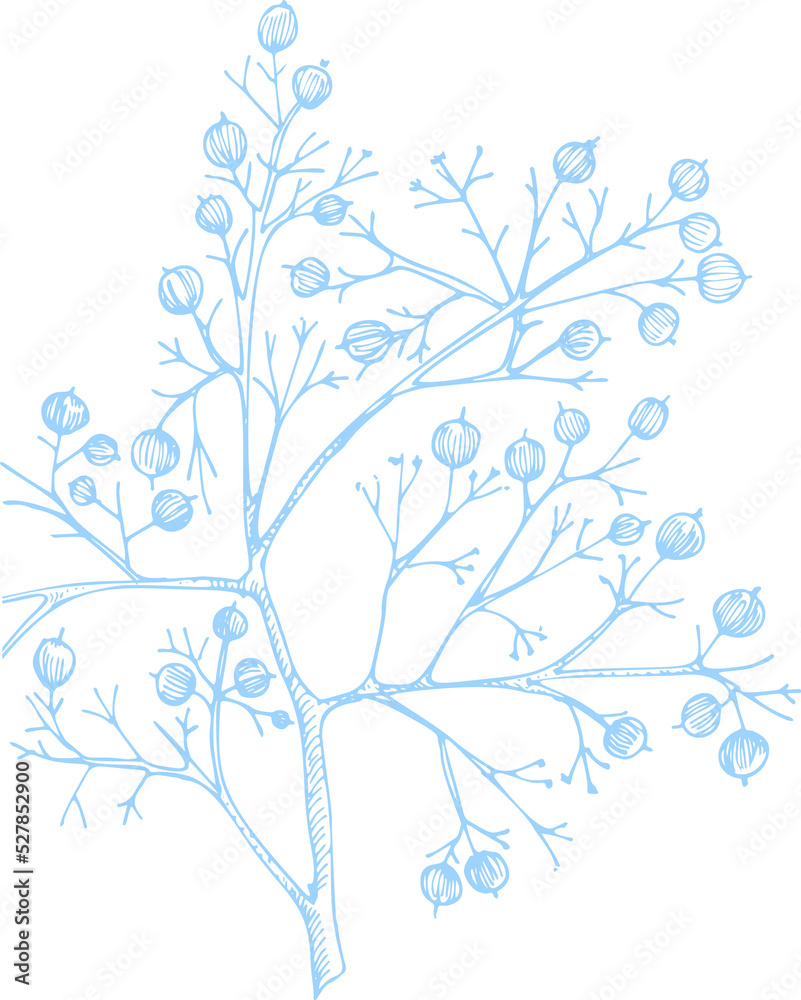 Winter plants twigs, berries, and leaves of plant Christmas theme Hand-drawn vintage sketch botanical illustration. Engraving style. Flat color PNG illustration