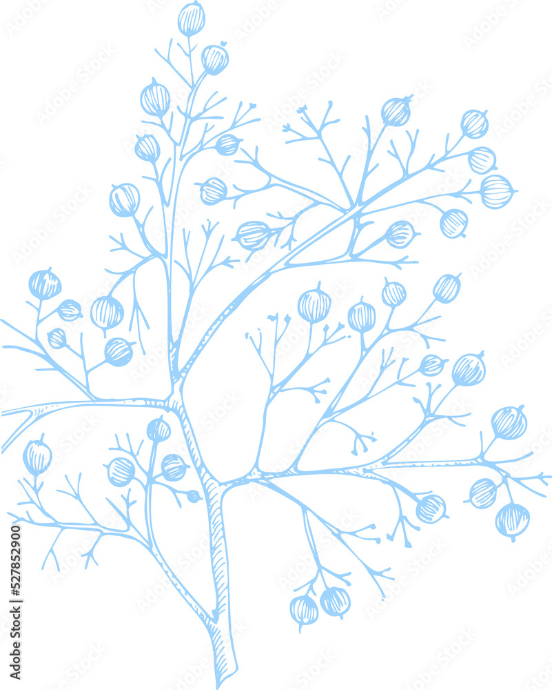 Winter plants twigs, berries, and leaves of plant Christmas theme Hand-drawn vintage sketch botanical illustration. Engraving style. Flat color PNG illustration Winter plants twigs, berries, and leaves of plant Christmas theme Hand-drawn vintage sketch botanical illustration. Engraving style. Flat color PNG illustration