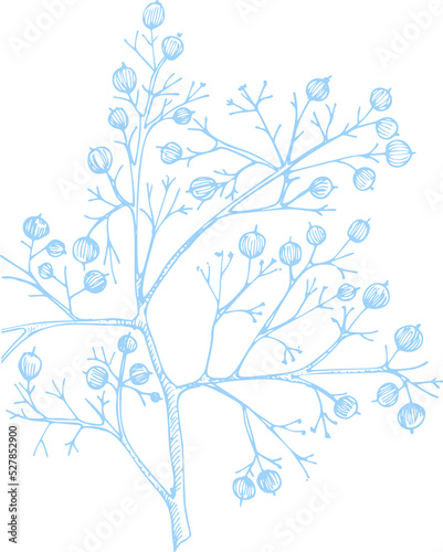 Winter plants twigs  berries  and leaves of plant Christmas theme Hand-drawn vintage sketch botanical illustration. Engraving style. Flat color PNG illustration