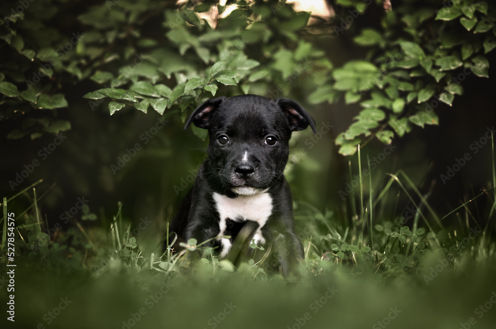 black staffordshire bull terrier puppy portrait outdoors in summer