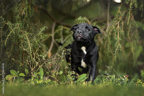 beautiful black staffordshire bull terrier puppy walking outdoors