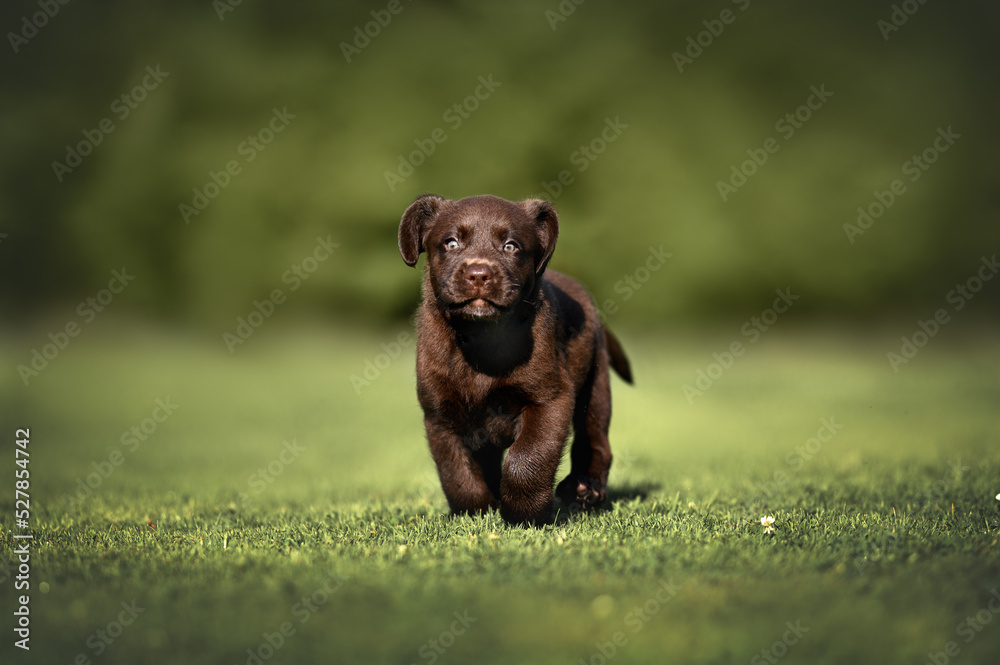 brown labrador puppy running on grass brown labrador puppy running on grass