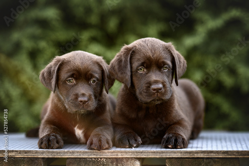 Fototapeta Naklejka Na Ścianę i Meble -  two chocolate labrador puppies lying down together outdoors